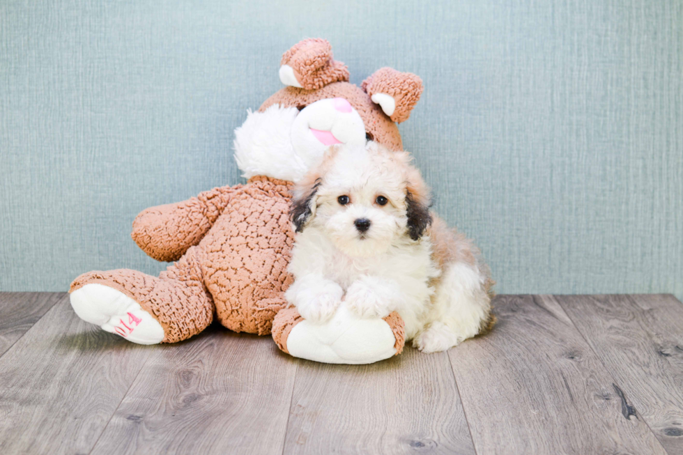 Small Havanese Baby