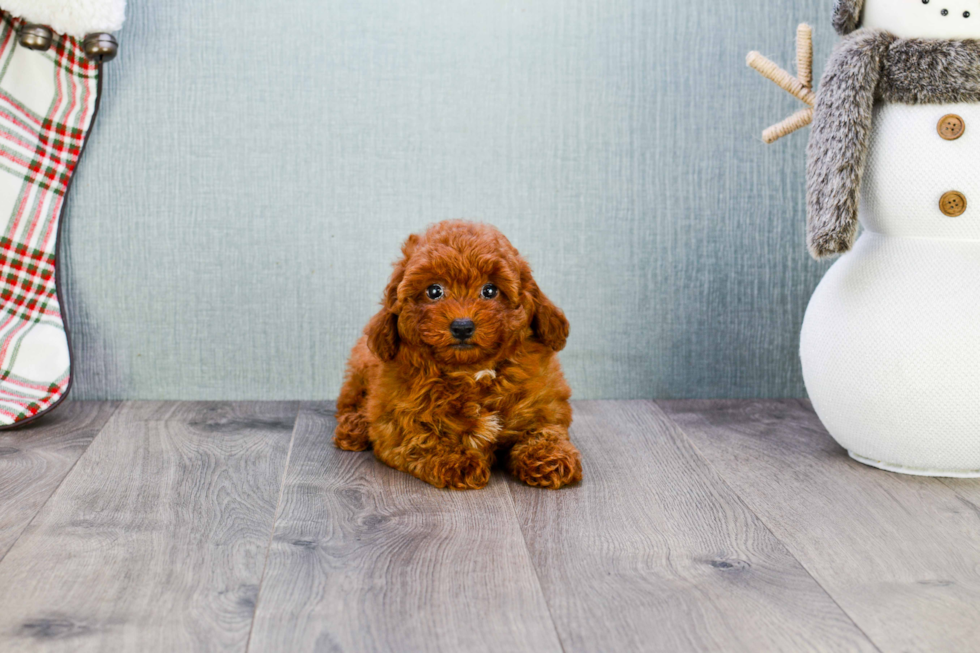 Cavapoo Pup Being Cute