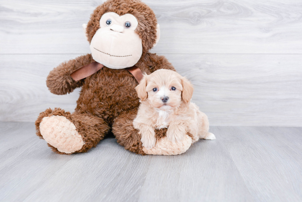 Best Maltipoo Baby