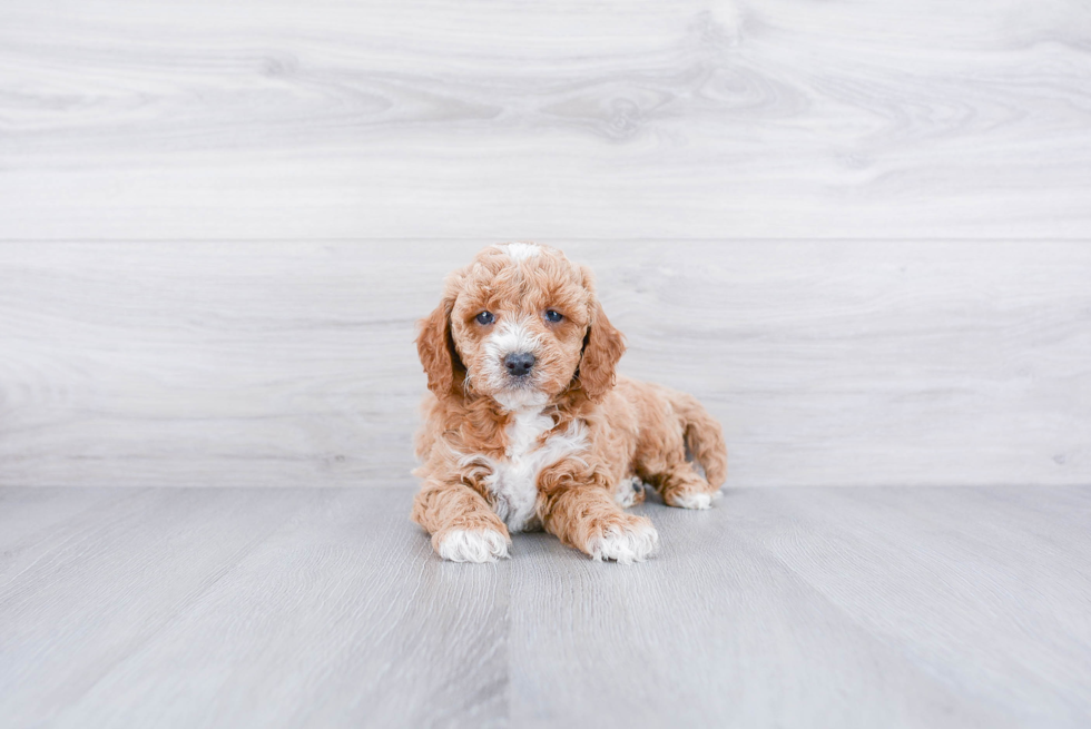 Fluffy Mini Goldendoodle Poodle Mix Pup