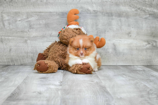 Sweet Pomeranian Purebred Puppy