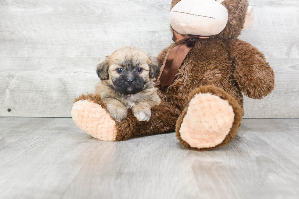 Teddy Bear Pup Being Cute