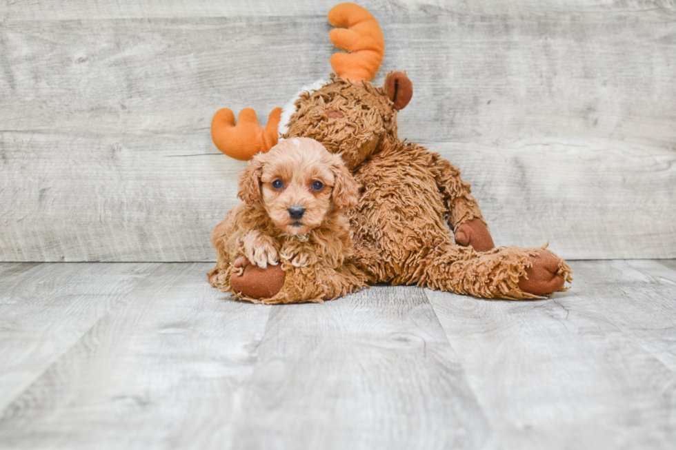 Happy Cavapoo Baby