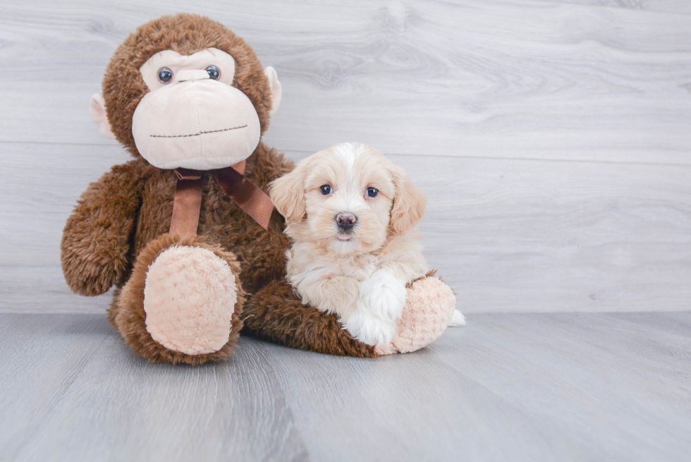 Havanese Pup Being Cute