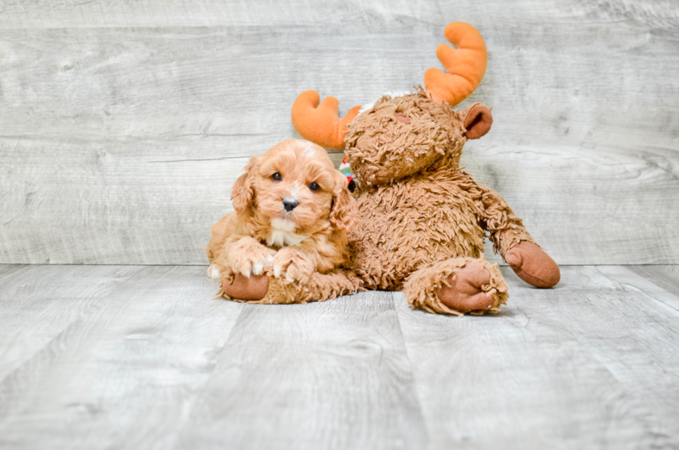 Sweet Cavapoo Baby