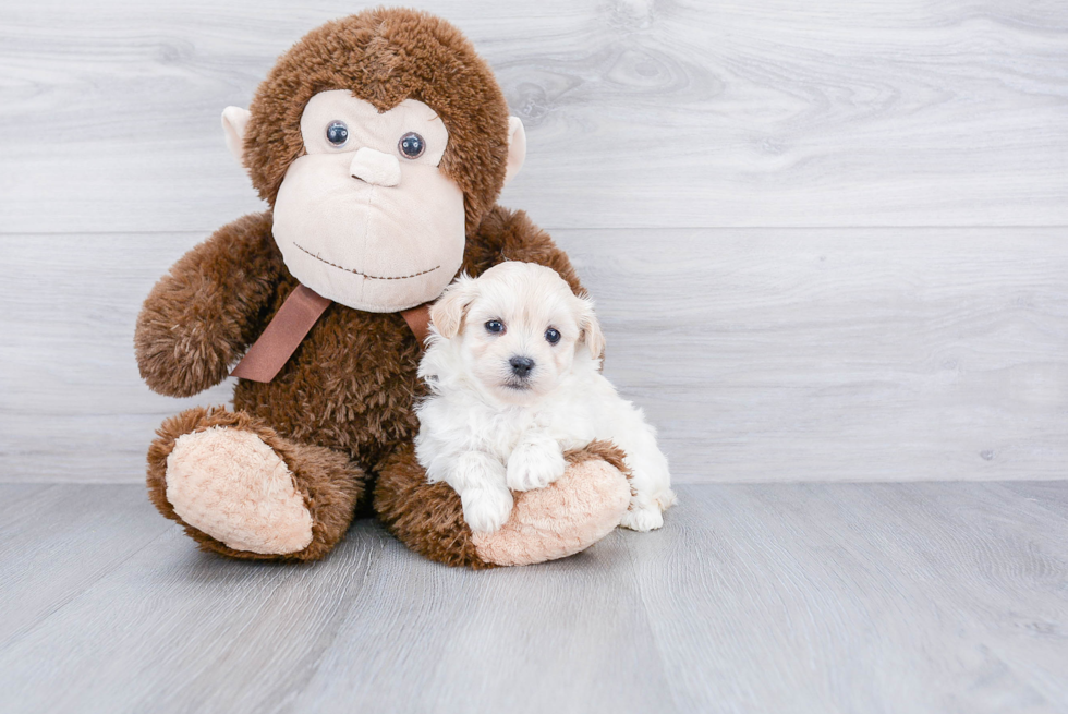 Cute Maltipoo Baby