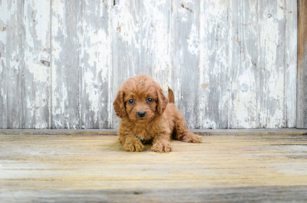 Cavapoo Pup Being Cute