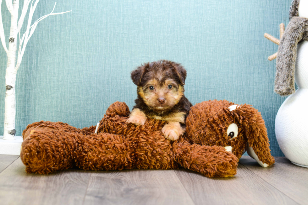 Morkie Pup Being Cute