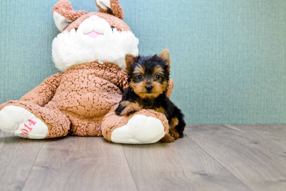 Meet Joey - our Yorkshire Terrier Puppy Photo 