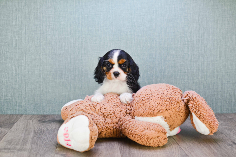 Cavalier King Charles Spaniel Pup Being Cute