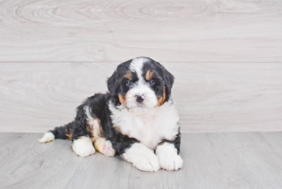 Mini Bernedoodle Puppy for Adoption