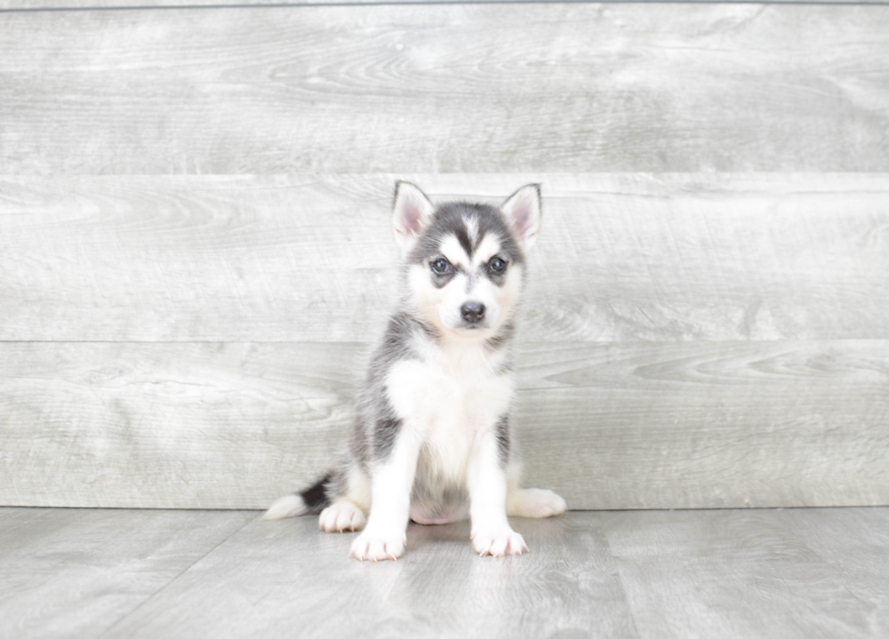 Happy Pomsky Baby