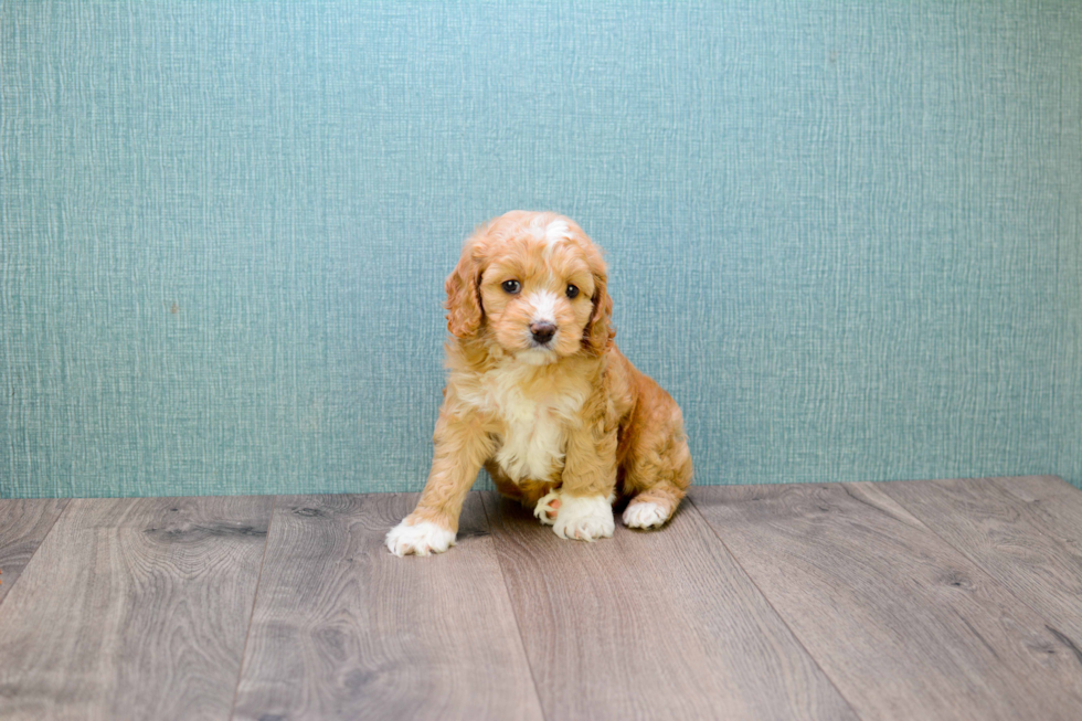 Hypoallergenic Cavoodle Poodle Mix Puppy