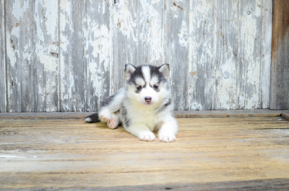 Pomsky Puppy for Adoption