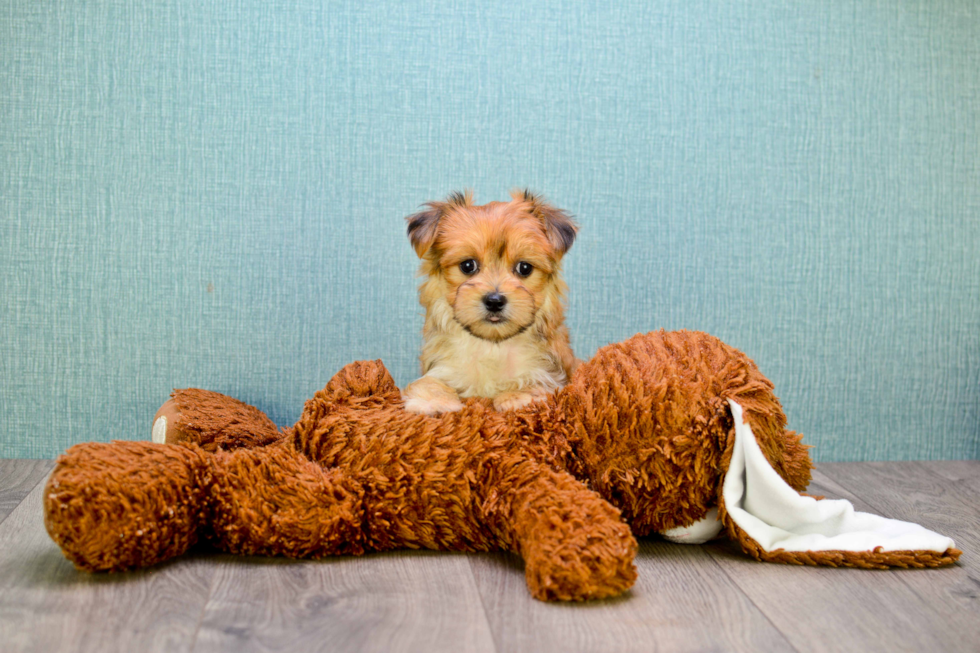 Best Morkie Baby