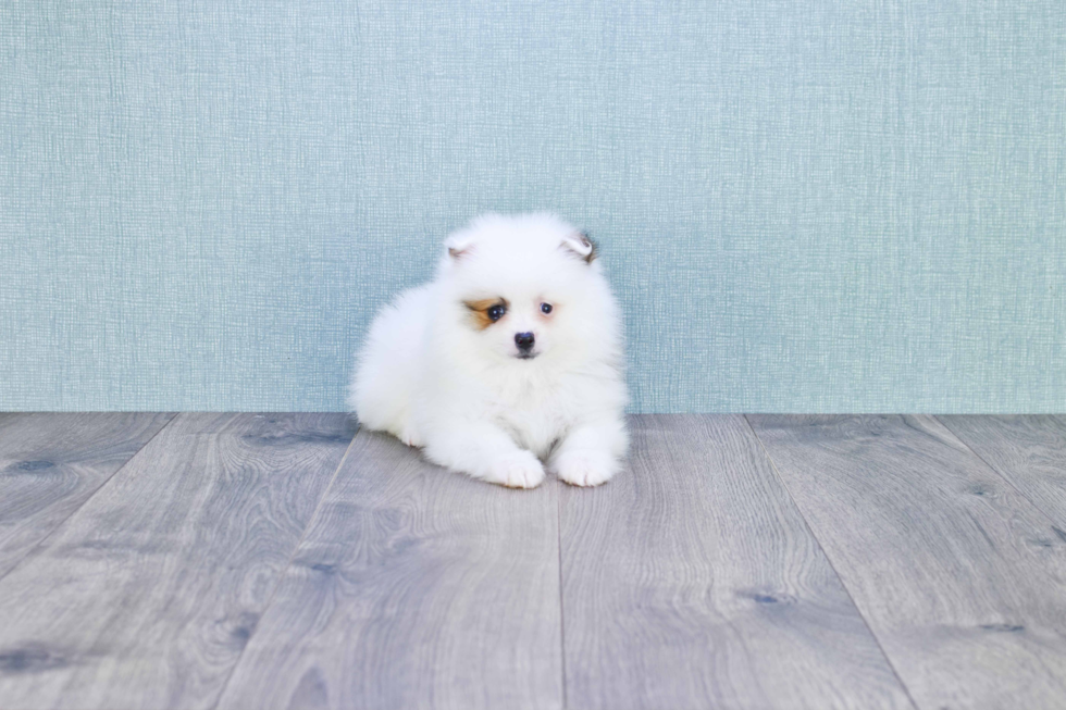 Best Pomeranian Baby