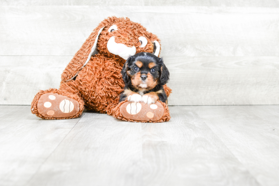 Small Cavalier King Charles Spaniel Purebred Pup