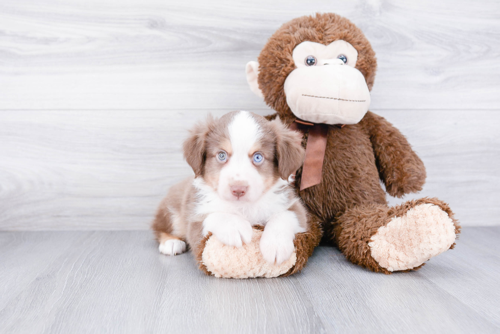 Best Mini Aussiedoodle Baby