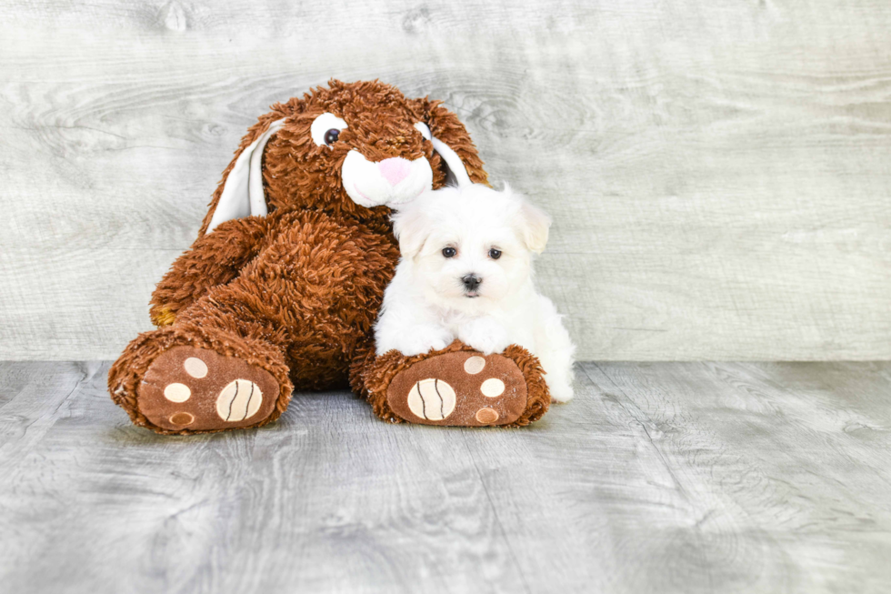 Sweet Maltipoo Baby