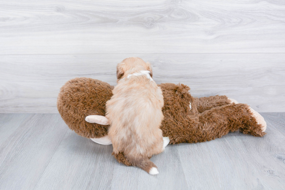 Petite Teddy Bear Designer Pup