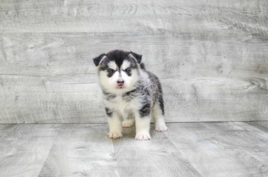 Pomsky Pup Being Cute