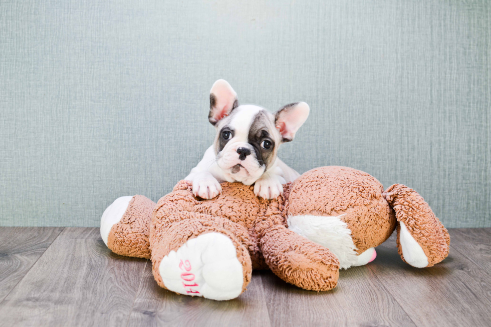 Funny French Bulldog Purebred Pup