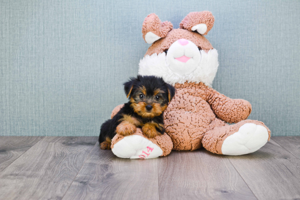 Meet Timmy - our Yorkshire Terrier Puppy Photo 