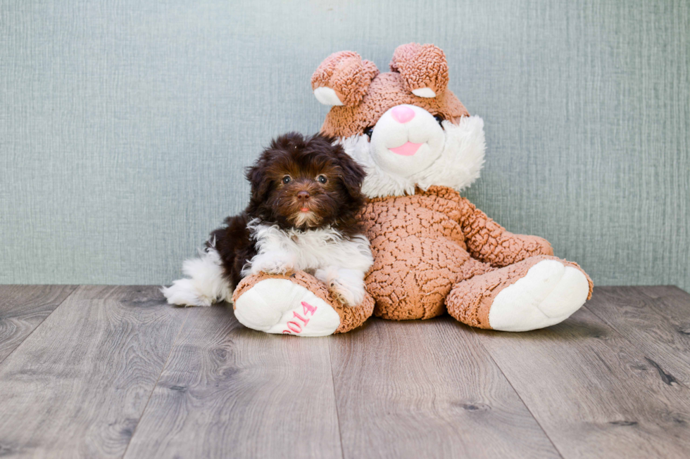 Hypoallergenic Havanese Purebred Pup