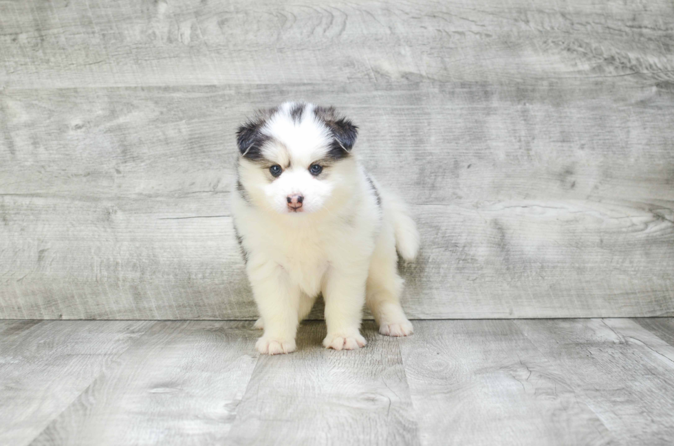 Pomsky Pup Being Cute