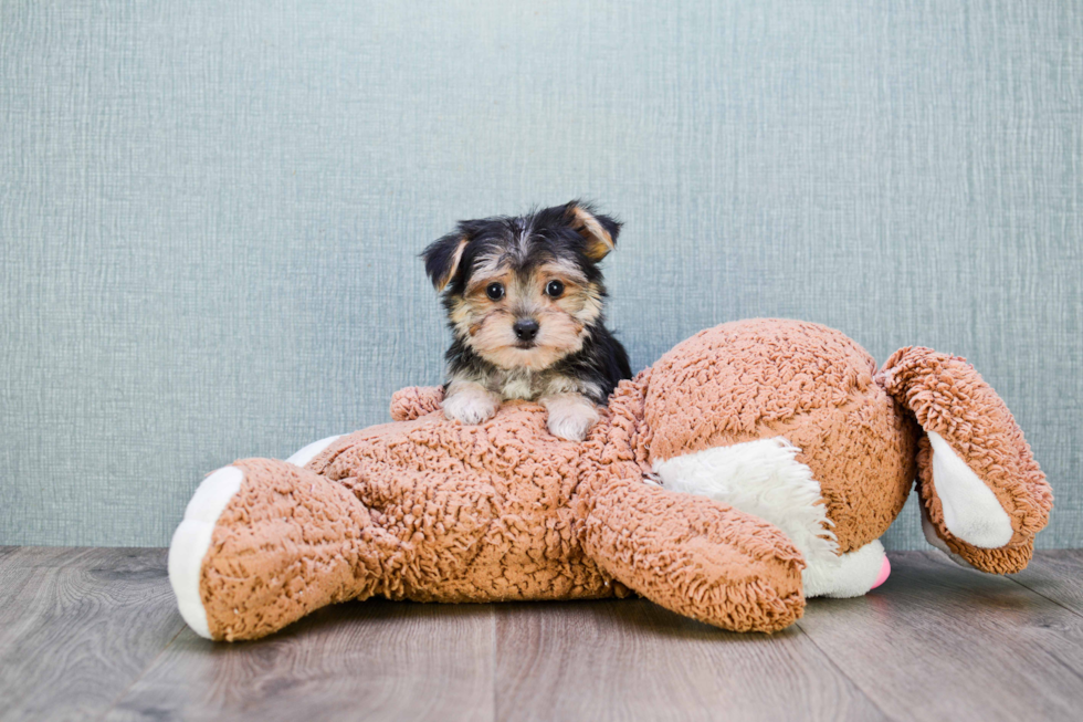 Morkie Puppy for Adoption