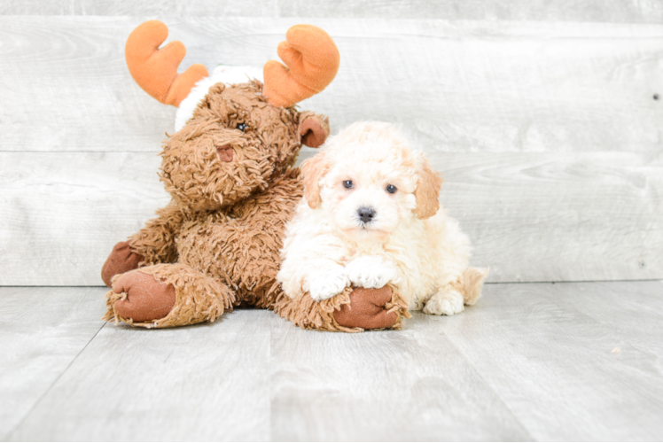 Happy Maltipoo Baby