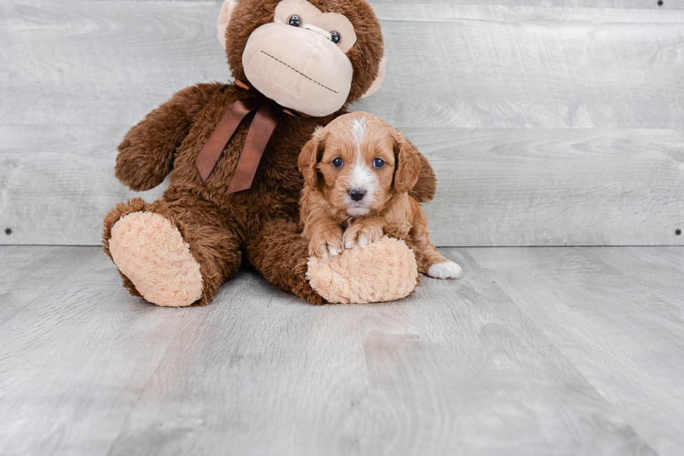 Cavapoo Pup Being Cute