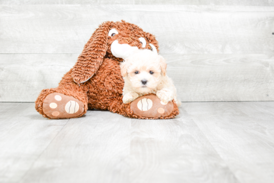 Maltipoo Puppy for Adoption