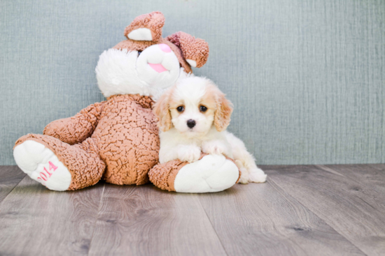 Cavachon Puppy for Adoption