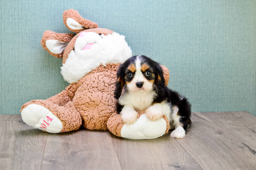 Friendly Cavalier King Charles Spaniel Baby