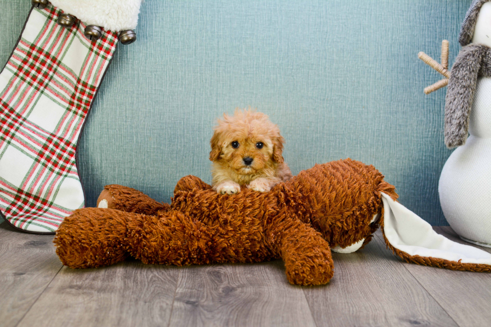 Funny Cavapoo Poodle Mix Pup