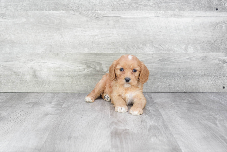 Little Cavoodle Poodle Mix Puppy