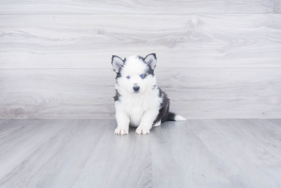 Smart Pomsky Designer Pup