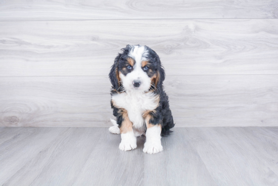 Petite Mini Bernedoodle Poodle Mix Pup