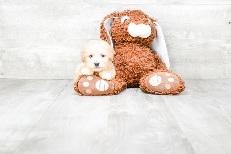 Best Maltipoo Baby