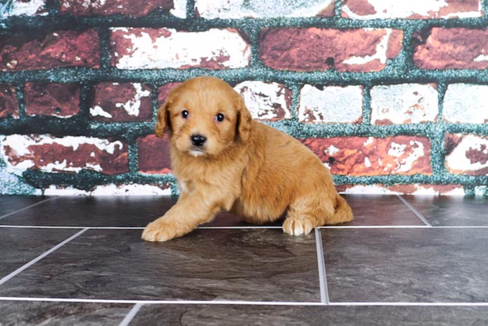 Cute Mini Goldendoodle Baby