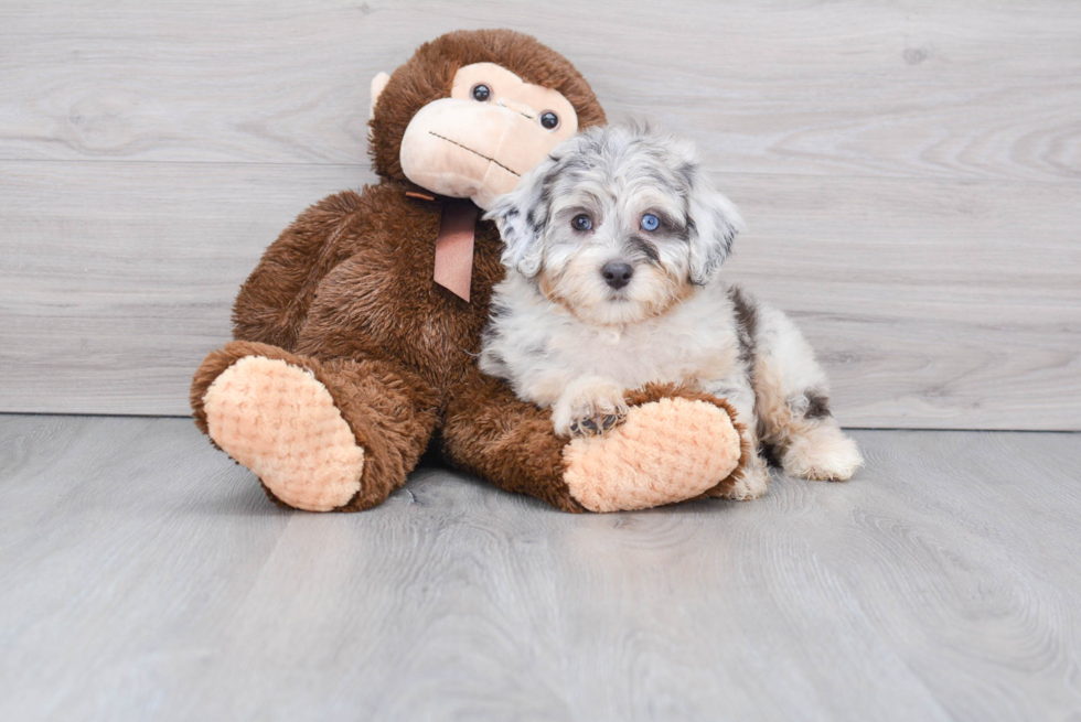 Best Mini Aussiedoodle Baby