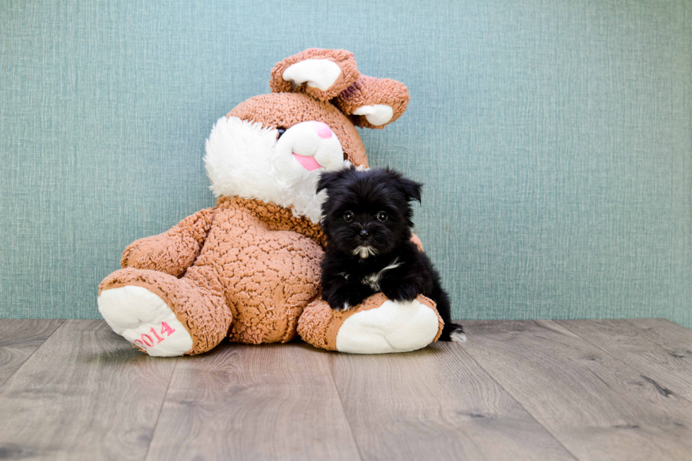 Little Yorkie Designer Puppy