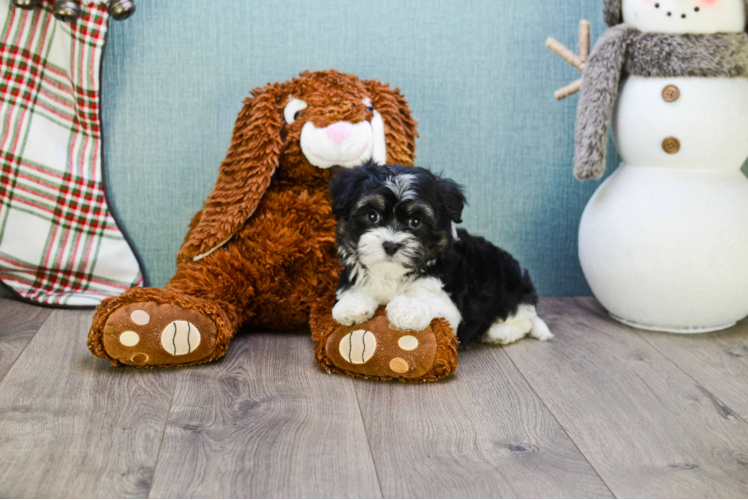 Akc Registered Havanese Purebred Pup