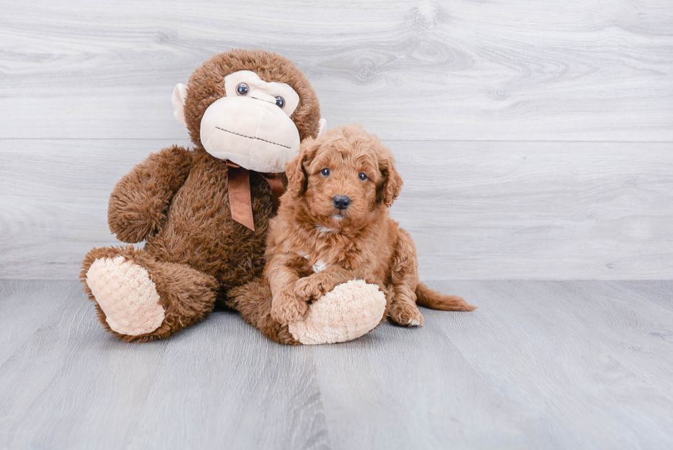 Petite Mini Goldendoodle Poodle Mix Pup