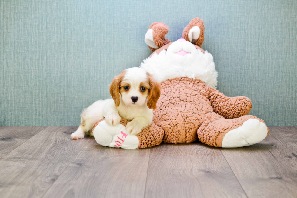 Cavalier King Charles Spaniel Puppy for Adoption