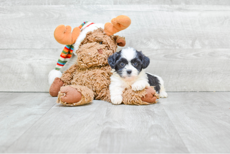 Happy Teddy Bear Baby