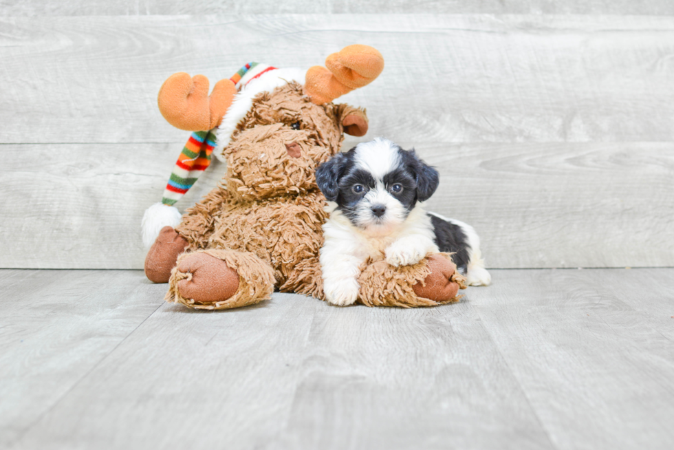 Happy Teddy Bear Baby