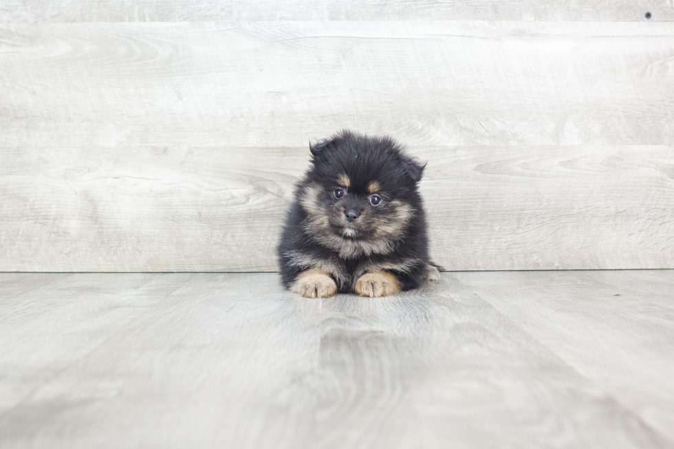 Pomeranian Puppy for Adoption