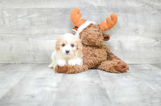 Popular Cavachon Designer Pup